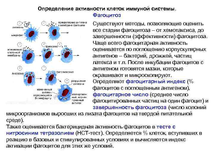 Схема фагоцитоза иммунология