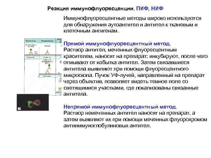 Иммунофлуоресцентный анализ схема