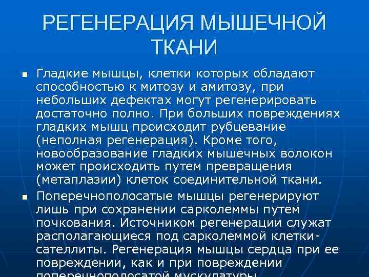 РЕГЕНЕРАЦИЯ МЫШЕЧНОЙ ТКАНИ n n Гладкие мышцы, клетки которых обладают способностью к митозу и