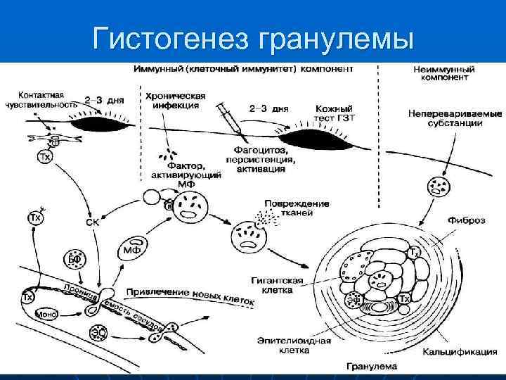 Гистогенез гранулемы 