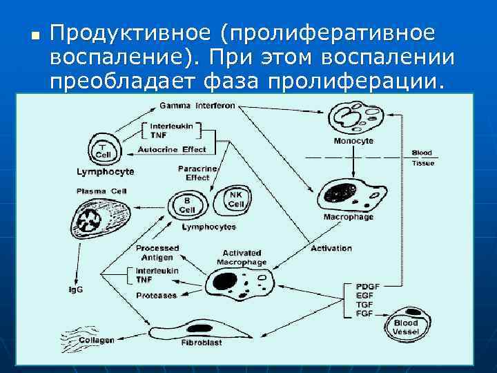 Пролиферация клеток это. Этапы пролиферативной стадии воспалении. Пролиферативное (продуктивное) воспаление. Пролиферативная фаза воспаления. Пролиферативное воспаление этиология.