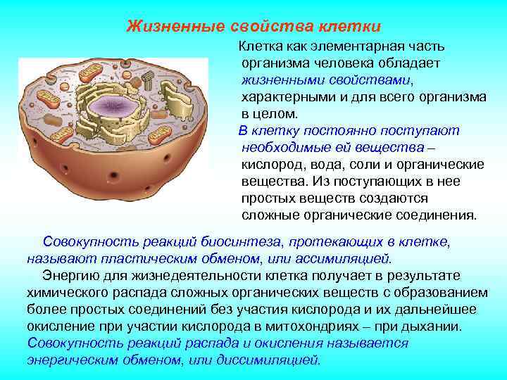 Жизненные свойства клетки Клетка как элементарная часть организма человека обладает жизненными свойствами, характерными и
