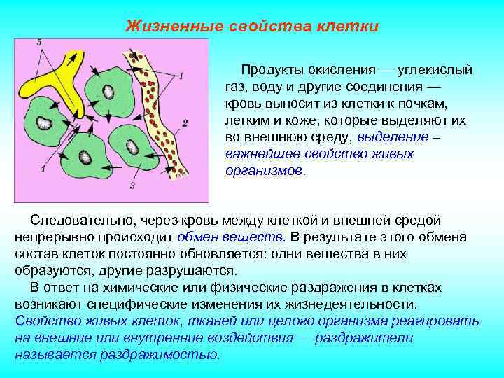 Жизненные свойства клетки Продукты окисления — углекислый газ, воду и другие соединения — кровь