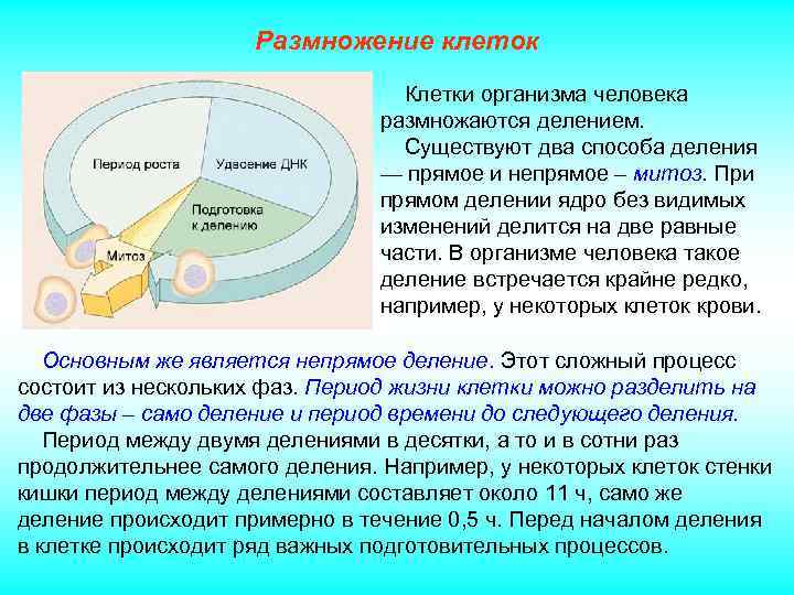 Размножение клеток Клетки организма человека размножаются делением. Существуют два способа деления — прямое и