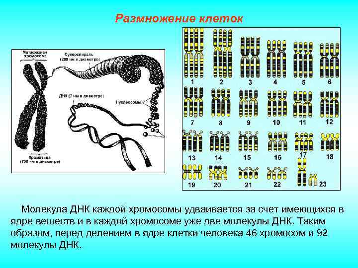 Размножение клеток Молекула ДНК каждой хромосомы удваивается за счет имеющихся в ядре веществ и