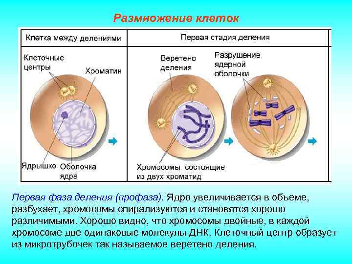 Размножение клеток Первая фаза деления (профаза). Ядро увеличивается в объеме, разбухает, хромосомы спирализуются и