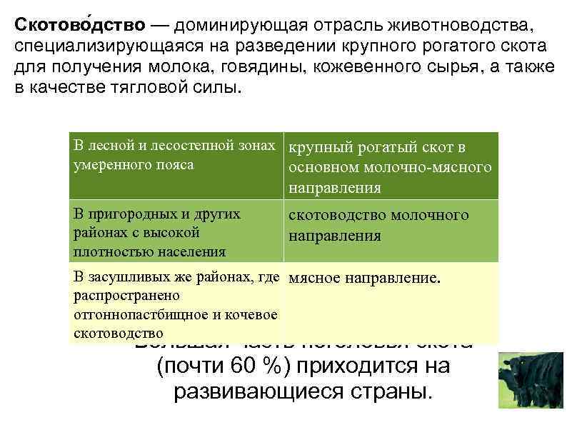 Скотово дство — доминирующая отрасль животноводства, специализирующаяся на разведении крупного рогатого скота для получения