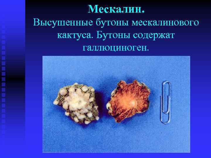 Мескалин. Высушенные бутоны мескалинового кактуса. Бутоны содержат галлюциноген. 