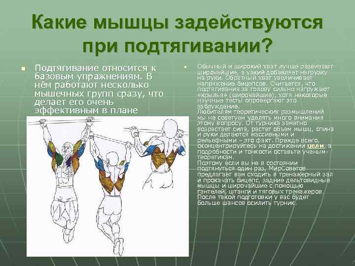 Какие мышцы задействуются при подтягивании? n Подтягивание относится к базовым упражнениям. В нём работают