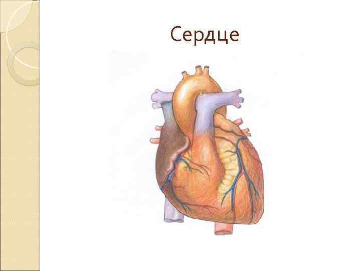 Сердце 