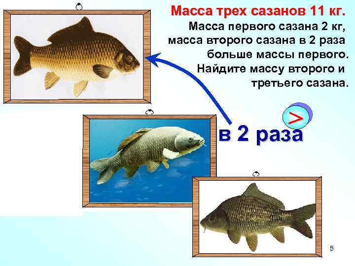 Масса трех сазанов 11 кг. Масса первого сазана 2 кг, масса второго сазана в