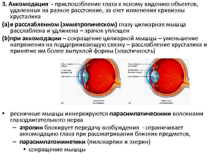 Аккомодация глаза это