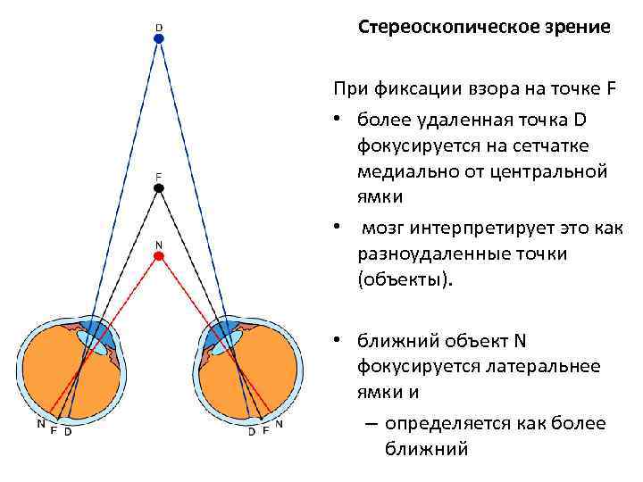 Как возникают и воспринимаются глазом изображения различных предметов