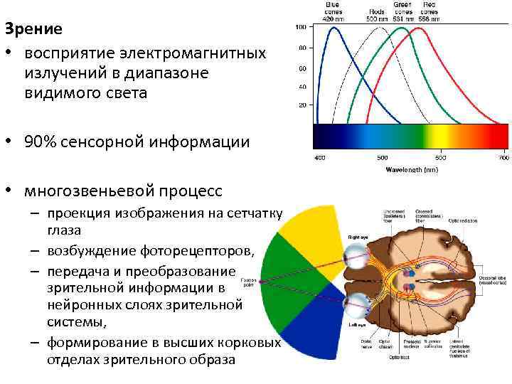 Зрение • восприятие электромагнитных излучений в диапазоне видимого света • 90% сенсорной информации •