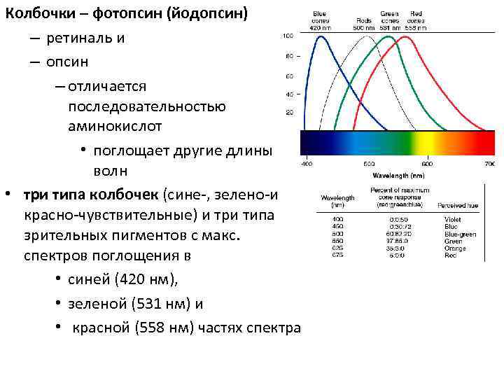 Колбочки – фотопсин (йодопсин) – ретиналь и – опсин – отличается последовательностью аминокислот •