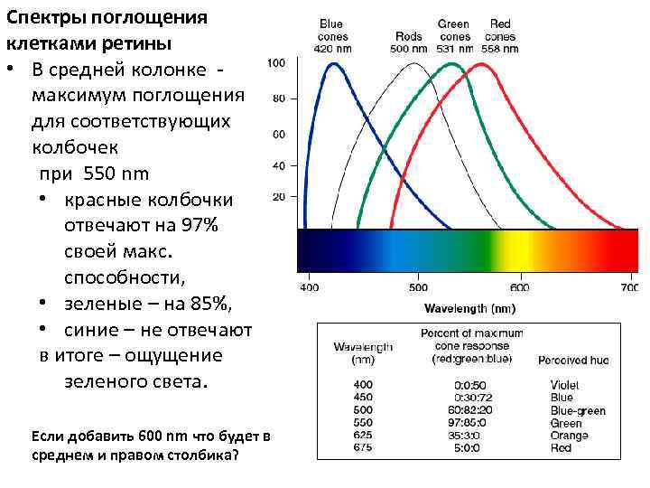 Диапазон максимум. Спектральная чувствительность глаза. Максимум спектра поглощения. Спектральная чувствительность колбочек.