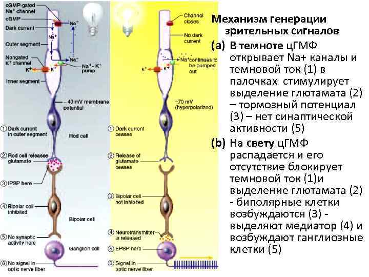 Механизм генерации зрительных сигналов (a) В темноте ц. ГМФ открывает Na+ каналы и темновой