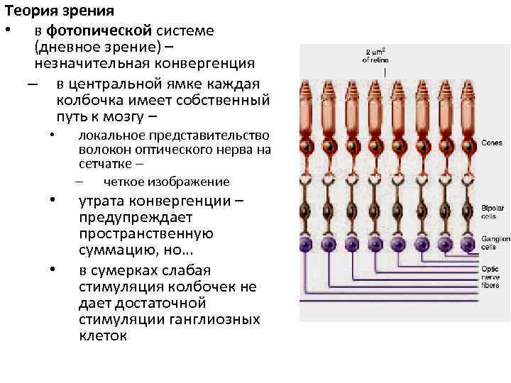 Теория зрения • в фотопической системе (дневное зрение) – незначительная конвергенция – в центральной