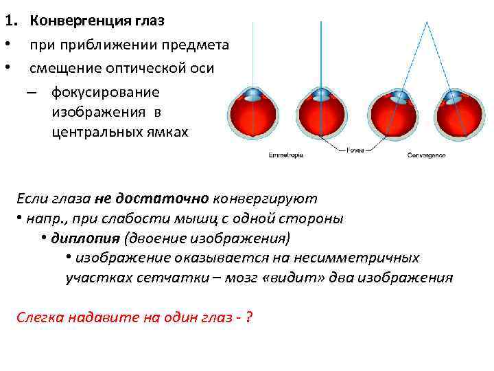 Конвергенция в офтальмологии. Механизм конвергенции офтальмология. Нарушение аккомодации и конвергенции глаза. Конвергенция и дивергенция зрение. Конвергенция зрительных осей.