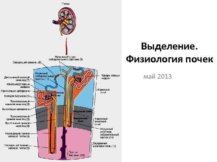 Выделение. Физиология почек май 2013 