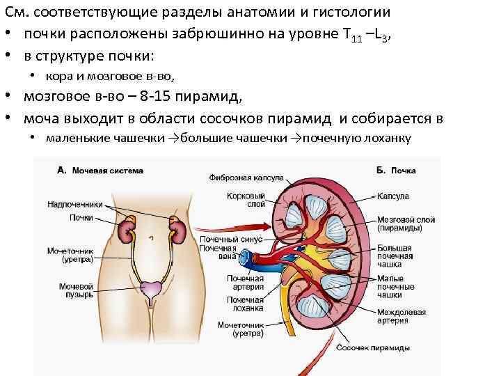 См. соответствующие разделы анатомии и гистологии • почки расположены забрюшинно на уровне T 11
