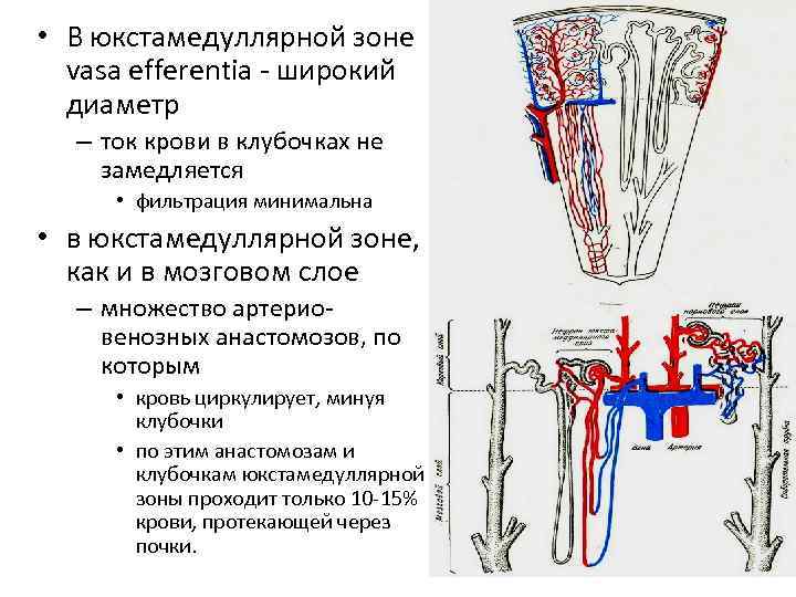  • В юкстамедуллярной зоне vasa efferentia - широкий диаметр – ток крови в
