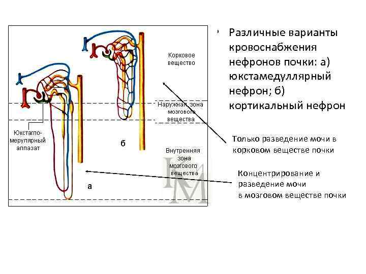 Двойная капиллярная сеть в почках схема