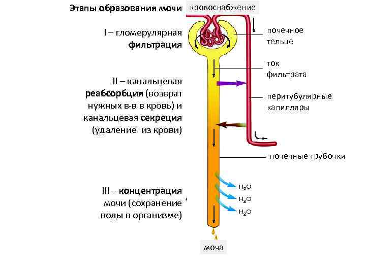 Этапы образования мочи кровоснабжение почечное тельце I – гломерулярная фильтрация ток фильтрата II –