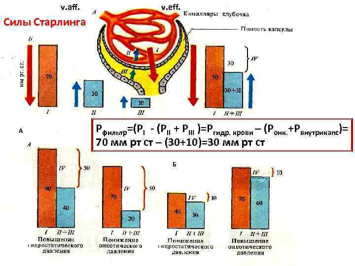 v. aff. v. eff. Силы Старлинга А Рфильтр=(РI - (PII + РIII )=Ргидр. крови