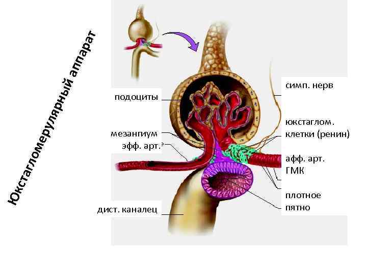 Юк с та гло ме р ул яр н ый ап п а ра