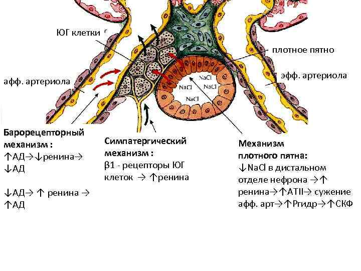 Легочные артериолы