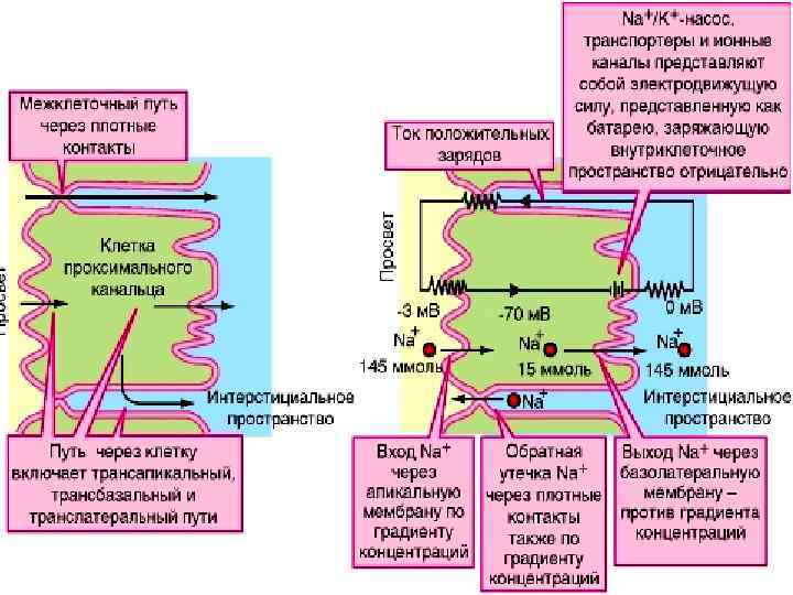 Выделение физиология презентация