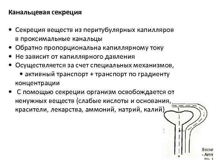 Канальцевая секреция • Секреция веществ из перитубулярных капилляров в проксимальные канальцы • Обратно пропорциональна