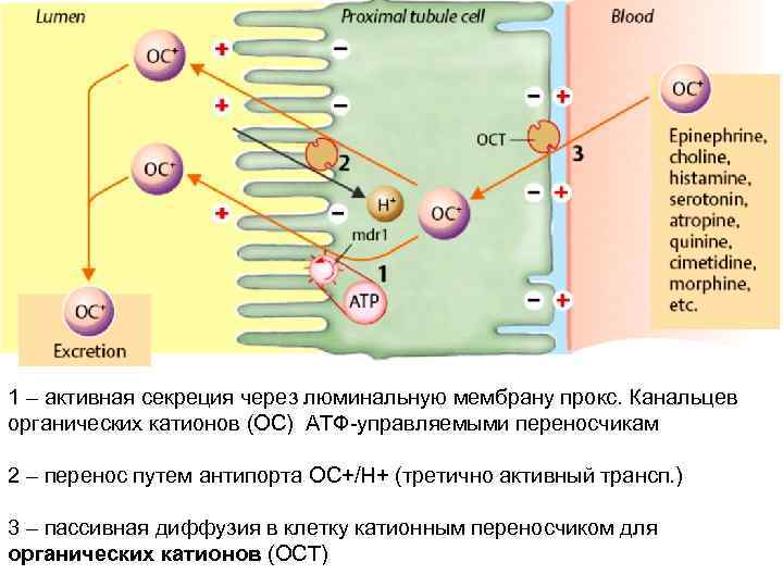 1 – активная секреция через люминальную мембрану прокс. Канальцев органических катионов (ОС) АТФ-управляемыми переносчикам