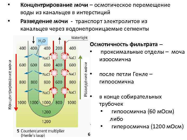 Концентрирование мочи • Концентрирование мочи – осмотическое перемещение воды из канальцев в интерстиций Разведение