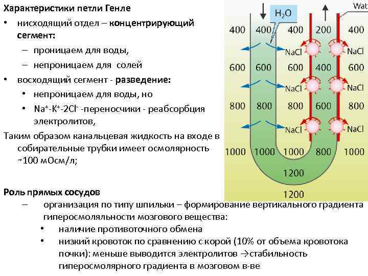 Характеристики петли Генле • нисходящий отдел – концентрирующий сегмент: – проницаем для воды, –