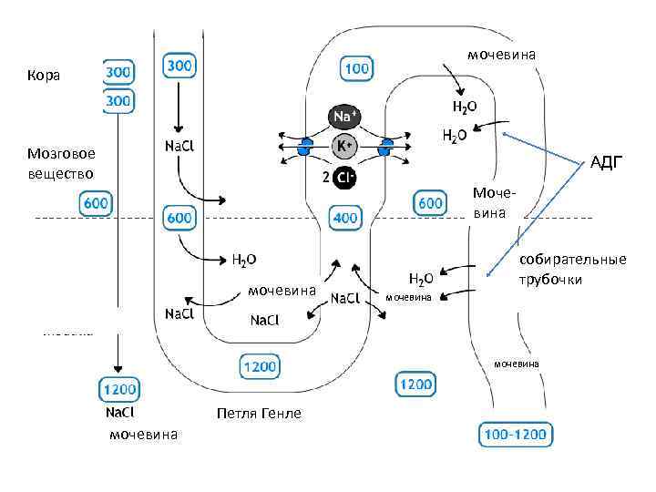 мочевина Кора Мозговое вещество АДГ Мочевина мочевина собирательные трубочки мочевина мочевина Петля Генле мочевина