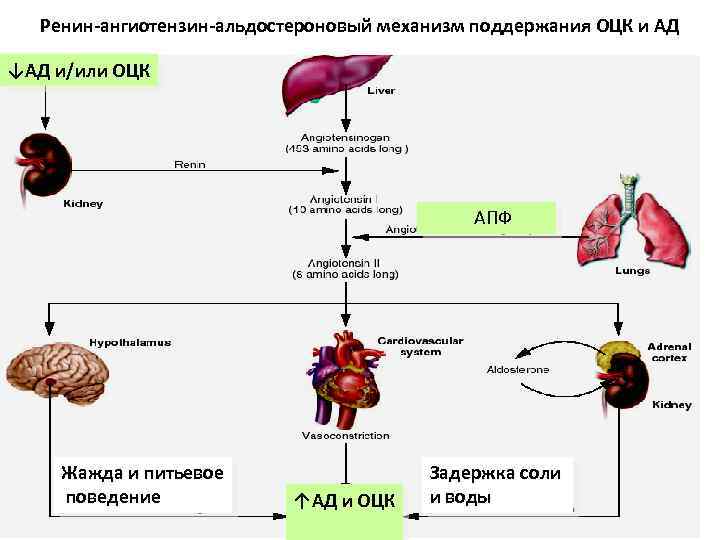 Ренин ангиотензин альдостероновая система физиология схема