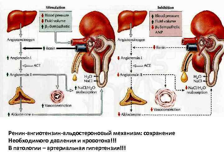 Ренин-ангиотензин-альдостероновый механизм: сохранение Необходимого давления и кровотока!!! В патологии – артериальная гипертензия!!! 