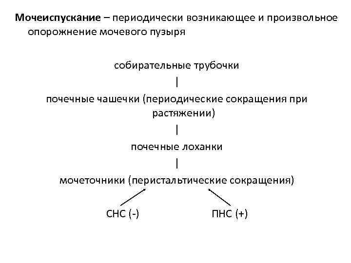 Мочеиспускание – периодически возникающее и произвольное опорожнение мочевого пузыря cобирательные трубочки | почечные чашечки