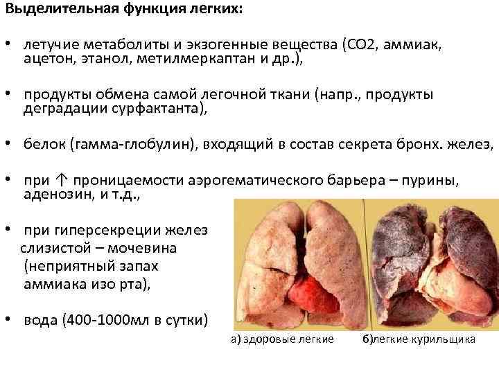 Выделительная функция легких: • летучие метаболиты и экзогенные вещества (СО 2, аммиак, ацетон, этанол,
