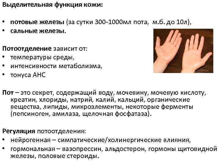 Выделительная функция кожи: • • потовые железы (за сутки 300 -1000 мл пота, м.
