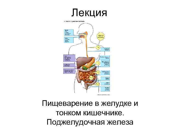Печень расщепляет белки. Пищеварительная система схема ЕГЭ. Пищеварение в желудке и кишечнике схема. Пищеварение в желудке и кишечнике 8 класс таблица. Переваривание пищи в кишечнике.