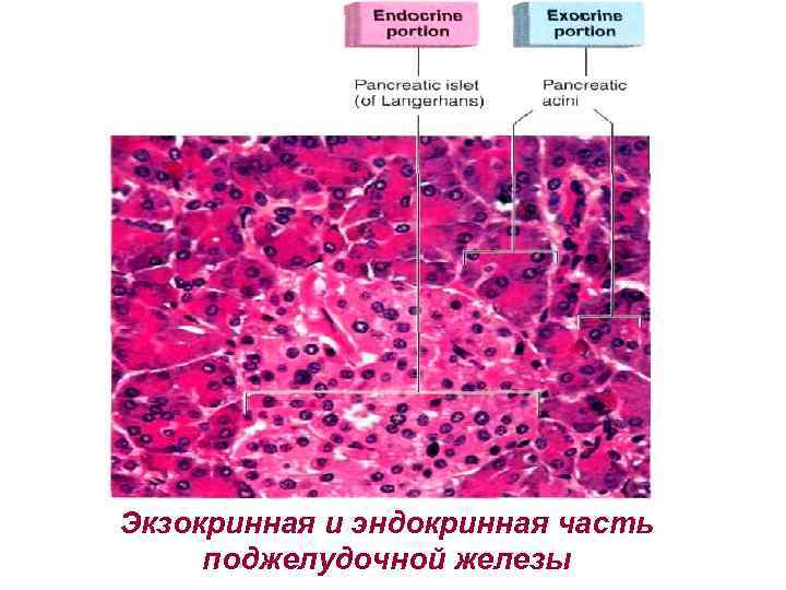 Экзокринные железы поджелудочной железы. Гистологическое строение эндокринного отдела поджелудочной железы. Эндокринная часть поджелудочной железы гистология. Экзокринная часть поджелудочной железы гистология. Экзо и эндокринная часть поджелудочной железы гистология.