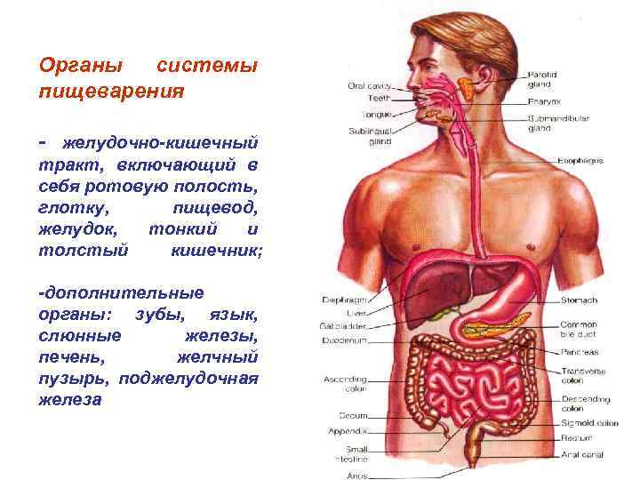 Схема желудочно кишечного тракта человека с названиями