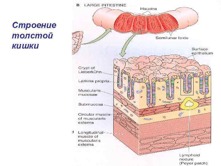 Стенка кишечника картинки