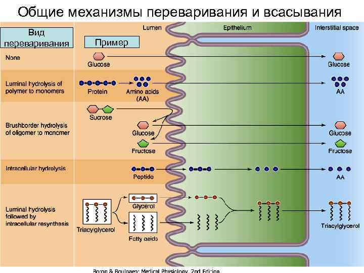 Общие механизмы переваривания и всасывания Вид переваривания Пример 