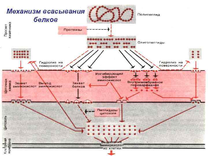 Всасывание белков. Механизм всасывания белков. Механизм всасывания Белов. Всасывание белков физиология. Всасывание белков, его механизм.