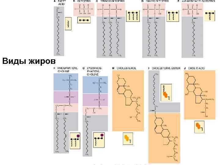 Виды жиров 