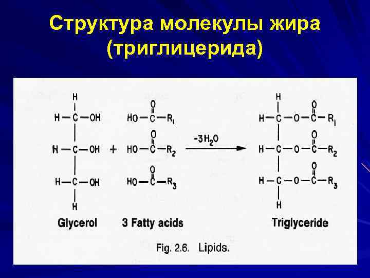 Структура молекулы жира (триглицерида) 